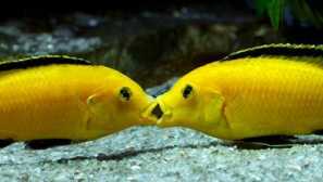 Labidochromis ahoj: péče, chov, kompatibilita, fotografie a video